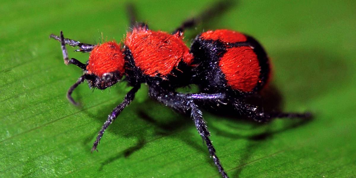 The World&#8217;s Creepiest Insects That Will Make Anybody&#8217;s Skin Crawl