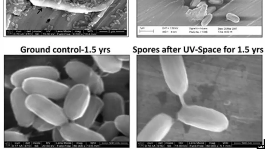 Extraterrestrial Bacteria That Could Rewrite the Rules of Life As We Know It