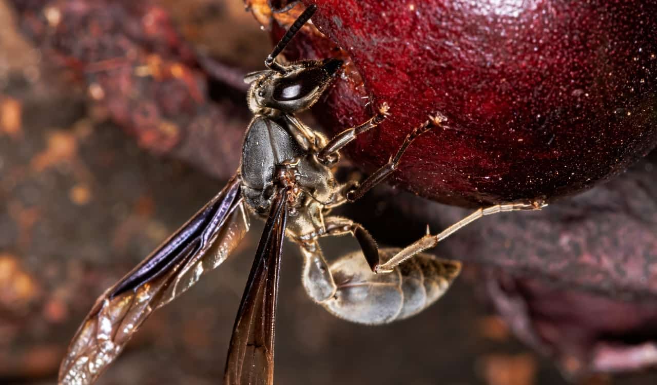 The World&#8217;s Creepiest Insects That Will Make Anybody&#8217;s Skin Crawl