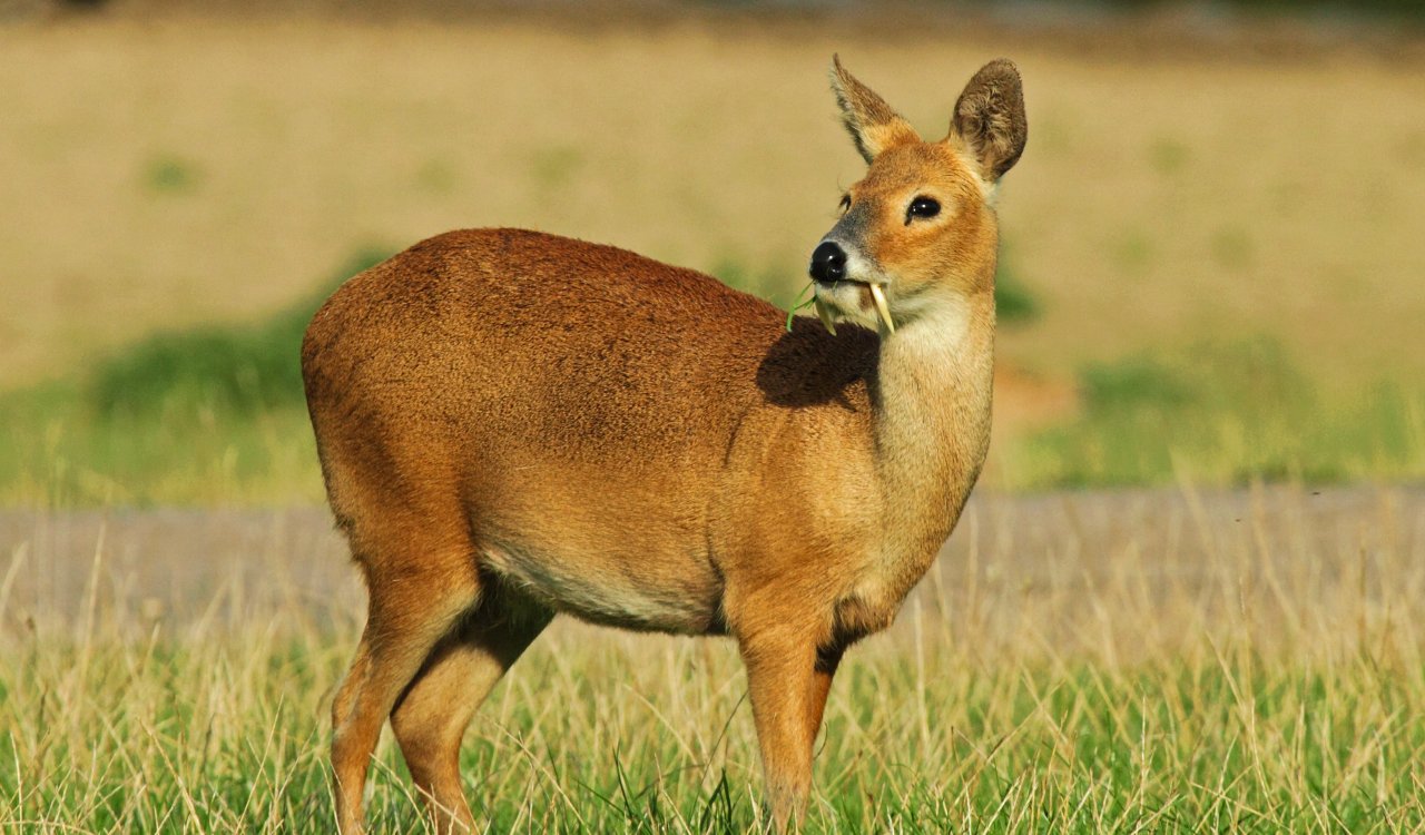 These Mysterious Animals Still Baffle Scientists