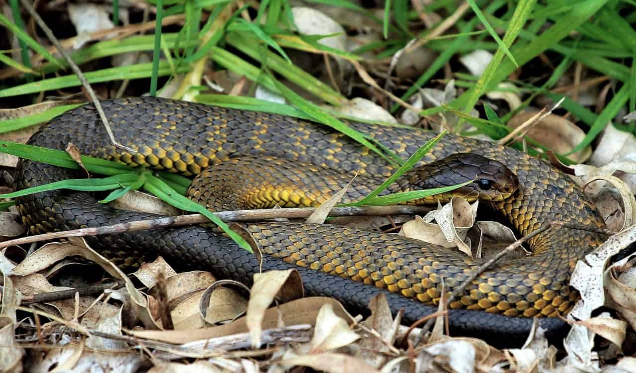 The Most Venomous Snakes On Planet Earth Today