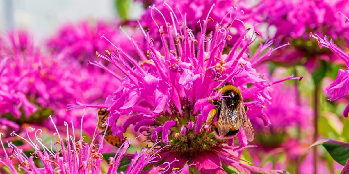 A Natural Science Enthusiast&#8217;s Guide to Medicinal Plants