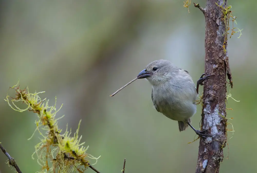 These Tool-Wielding Animals Are Entering the Stone Age