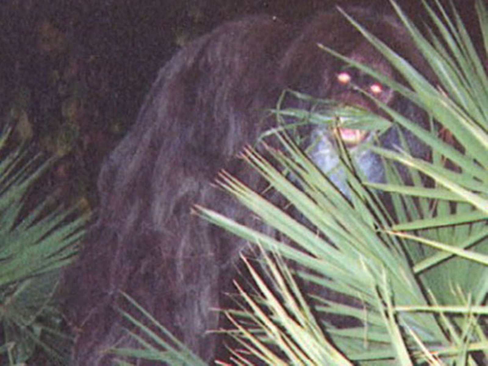 Rare Photos Of Cryptids People Truly Thought Were Real