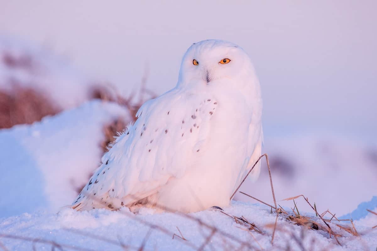 Wildlife in Alaska Puts the Continental US to Shame