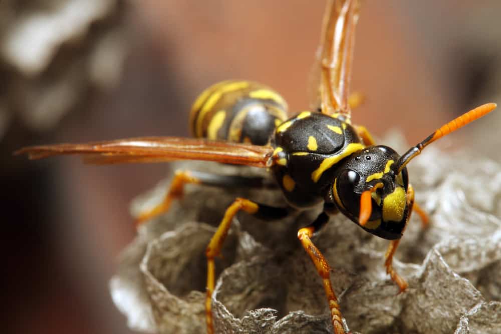 Terrifying Bees &#038; Wasps That Will Keep You Indoors