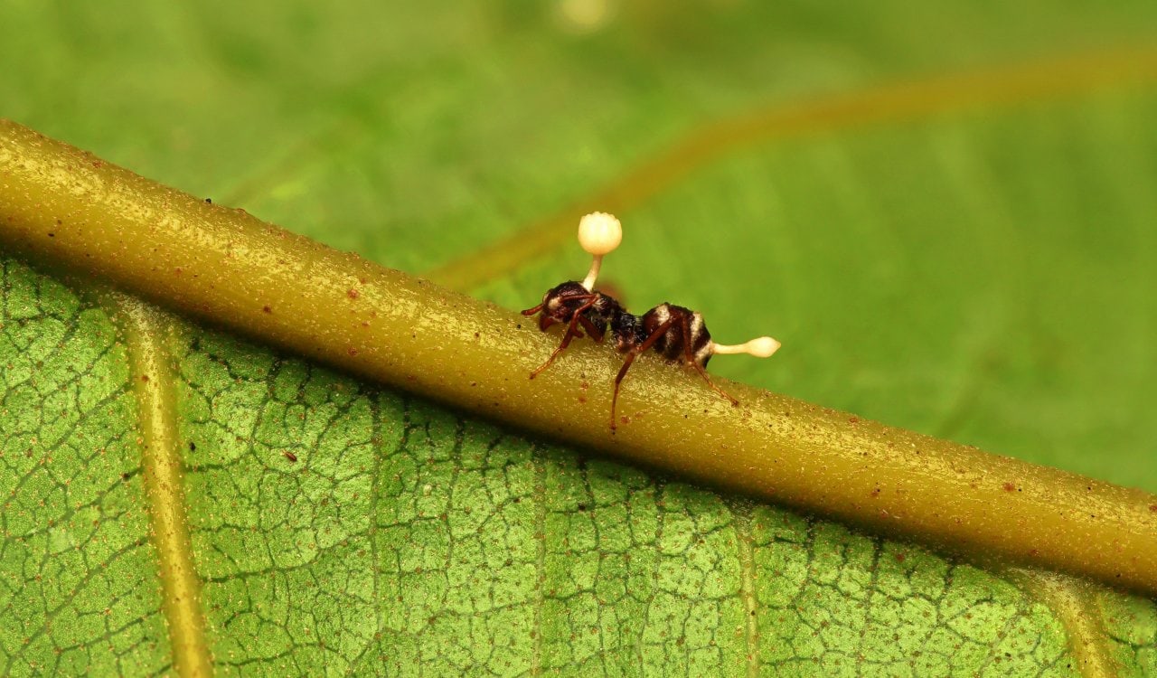 These Mysterious Animals Still Baffle Scientists